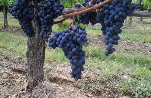 Logis Loiseau avec terrasse - Foto 13