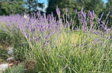 Studio Apartman Nika - Photo 27