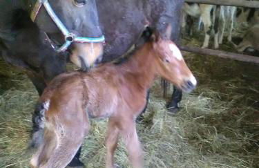 All'Antica Ruggine - Photo 10