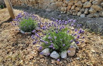 Apartments SUHO Komiza - Photo 23