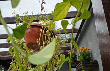 CASA AMARELA RECANTO Mesmo bairro da pizzeria Borgo Del Vino - Foto 4