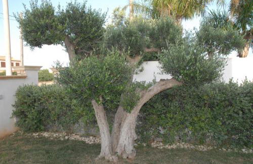 Oasi Tortuga Residence Piscina e barbecue h24 - Foto 10