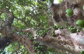 casa noga - hospedagem livre - Foto 17