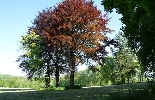 Cozy Cottage, Basse-bodeux - Photo 27