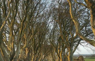 Doughery Den The Dark Hedges Hideaway - Foto 57
