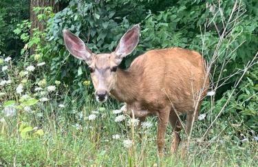 Creekside Craftsman Cabin with Jacuzzi - Alpine Splendor 6 Mins to downtown - Photo 11