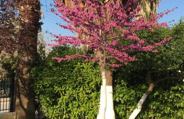 Kardiakafti Village - Foto 10