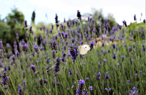 Apartmani Klaudija - Foto 59