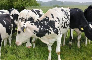 Gemütliche Wohnung mit Blick in die Wiesen - Foto 16