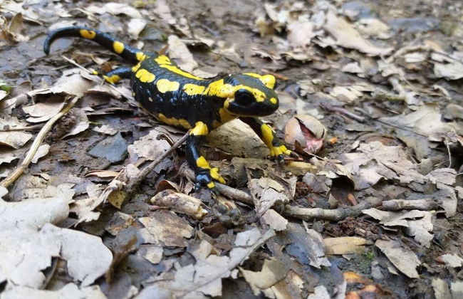 Emerald - Holiday Home for - Foto 18