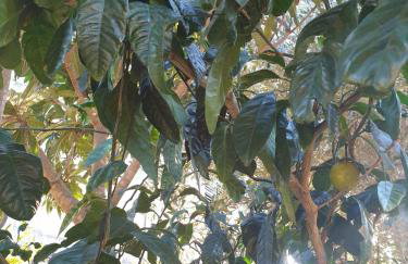 Studio apartment in Mali Losinj with terrace, air conditioning, WiFi, washing machine 4913-2 - Foto 19