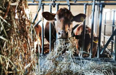 Podere Montecorno - Foto 46