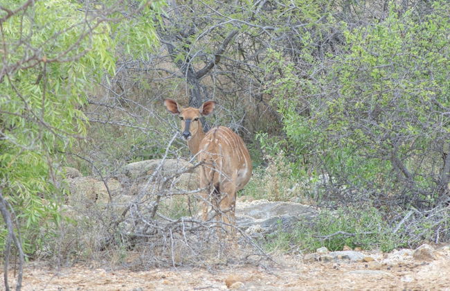 Villa Tau in Hoedspruit - Photo 34