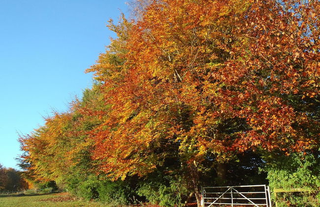 Manor Farm B & B - Foto 52