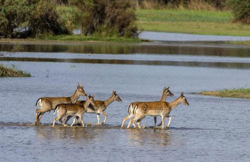 Casa vintage con piscina, WiFi y jardín en zona tranquila de Sant Pere Pescador - ES-89-120 - Foto 28
