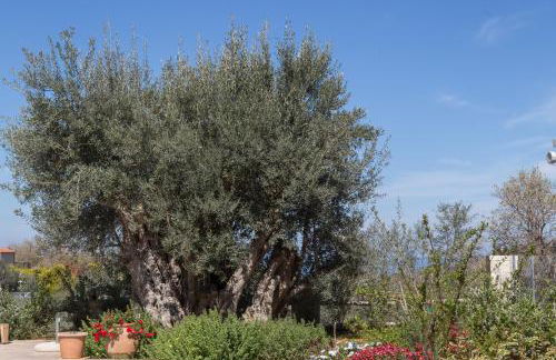 Vederi Estate - Foto 26