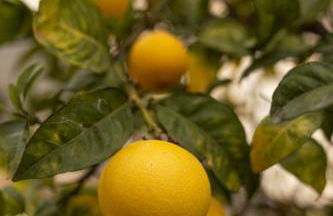 Exclusive Villa City, Beach & Golf - Photo 50