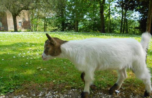 Gîte "L'Annexe du Parc" Sa Vue Splendide - Foto 20