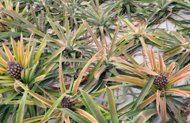 Casa das Azorinas - Foto 38