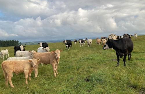 Blaengwen Bach - Photo 20