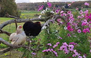 Domaine équestre de la Chênaie - Foto 51