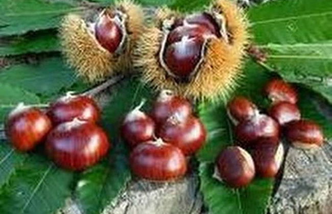 House Typical Of The Susa Valley - Photo 38