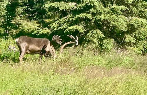 Alaskan Bohemian - Photo 40