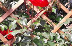 2Azores With Comfort and Style - Photo 33