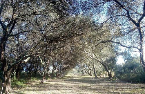 Krasospito 1850 - a Corfiot Wine House Reborn - Foto 72