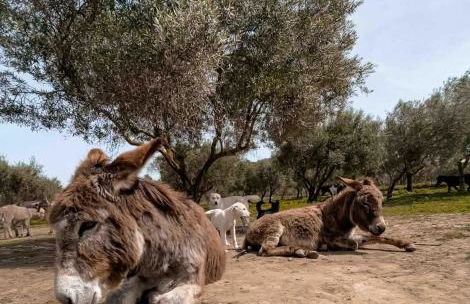 Villa Claudia - Appartamento B - Foto 10