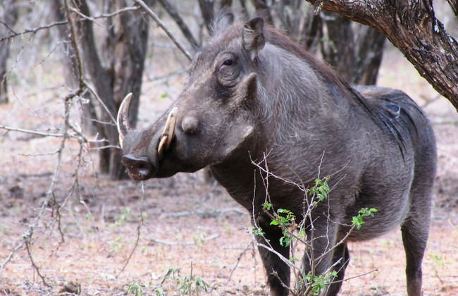 Umvangazi Rest - Enjoy a Relaxing, Rejuvenating and Peaceful Setting in the Bush - Foto 47