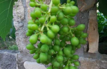 Case de Campo "El Caroche" Alojamientos, Retiros y Eventos - Foto 56