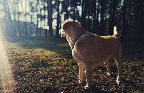 Agroturystyka Pod Modrzewiami - Foto 69