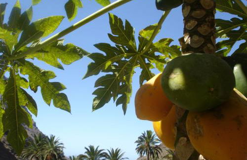 Goyo Gomera Apartments - Foto 35
