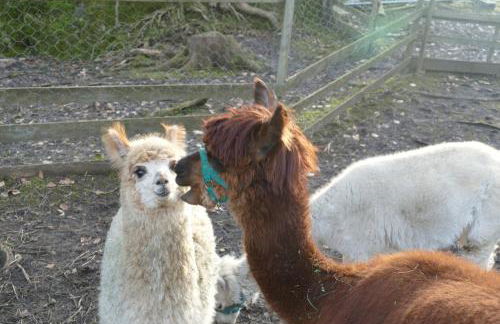 Natur-Aktiv-Hof Thiem - Foto 74