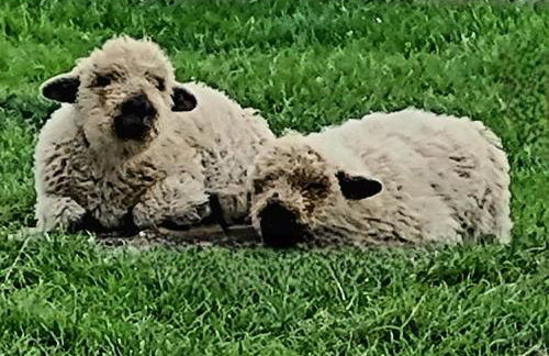 Ingleside Cottage - North Yorkshire Moors - Photo 16