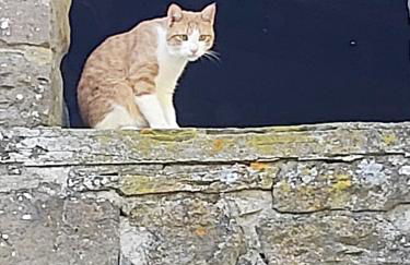 SO MAGIC - La casa nel bosco - Foto 66