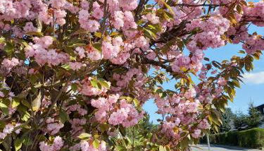 Odenwald Heaven - Foto 2, Garden