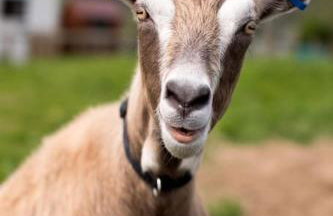 Middle Byre at Clauchan Holiday Cottages - Foto 11