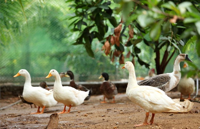 Harvest Fresh Farms - Foto 19