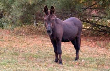 My Valhalla Farm - Foto 27