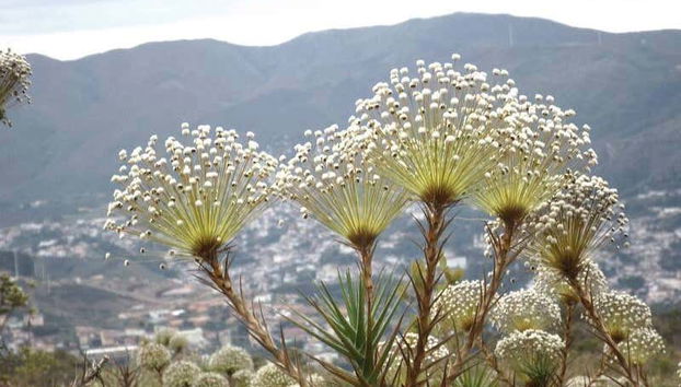 Itacolomi Peak Hiking Tour - Foto 5
