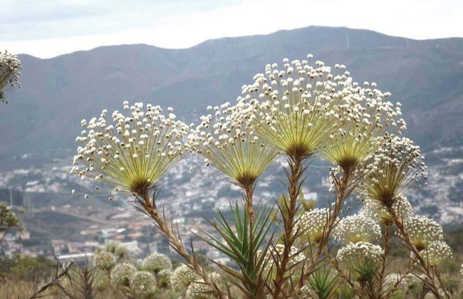Senderismo por el Pico do Itacolomi - Foto 5