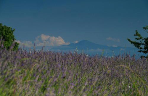 Lavanda farm apartmani - Foto 73