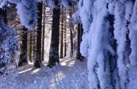 Drewniany dom w brzozowisku - Foto 72