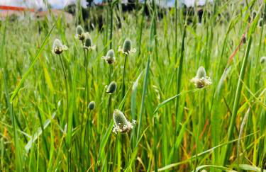 Traditional Portuguese Village House - Casa Martins no 52 - Foto 35