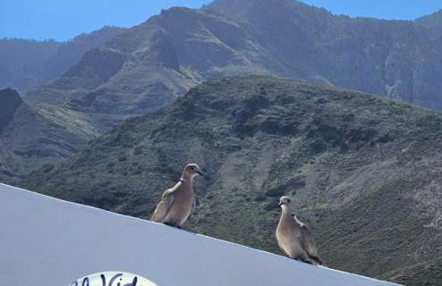 El Nido Agaete - Foto 6