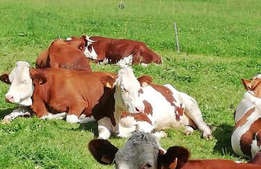 Les Curtillets - Foto 25