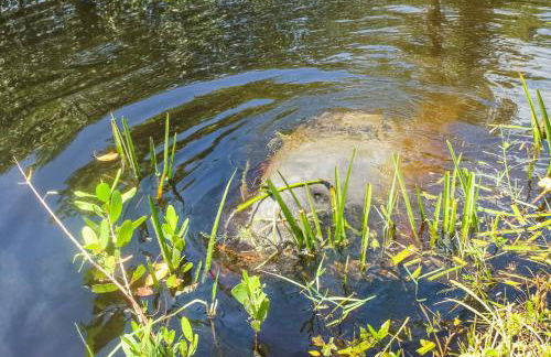 Bring Snacks and Relax! Waterfront, Heated pool, Cribs, Pets, Rods, BBQ - Foto 40