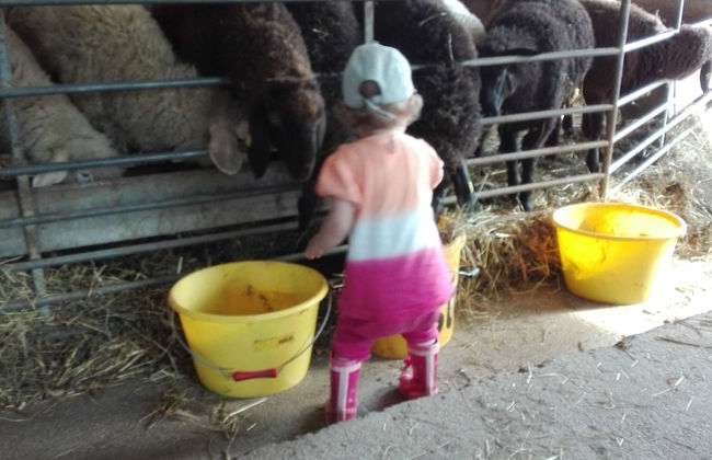 Holiday on an Organic Farm in Hart im Zillertal - Foto 31